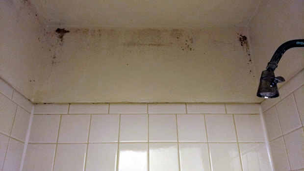 Mold in the Shower